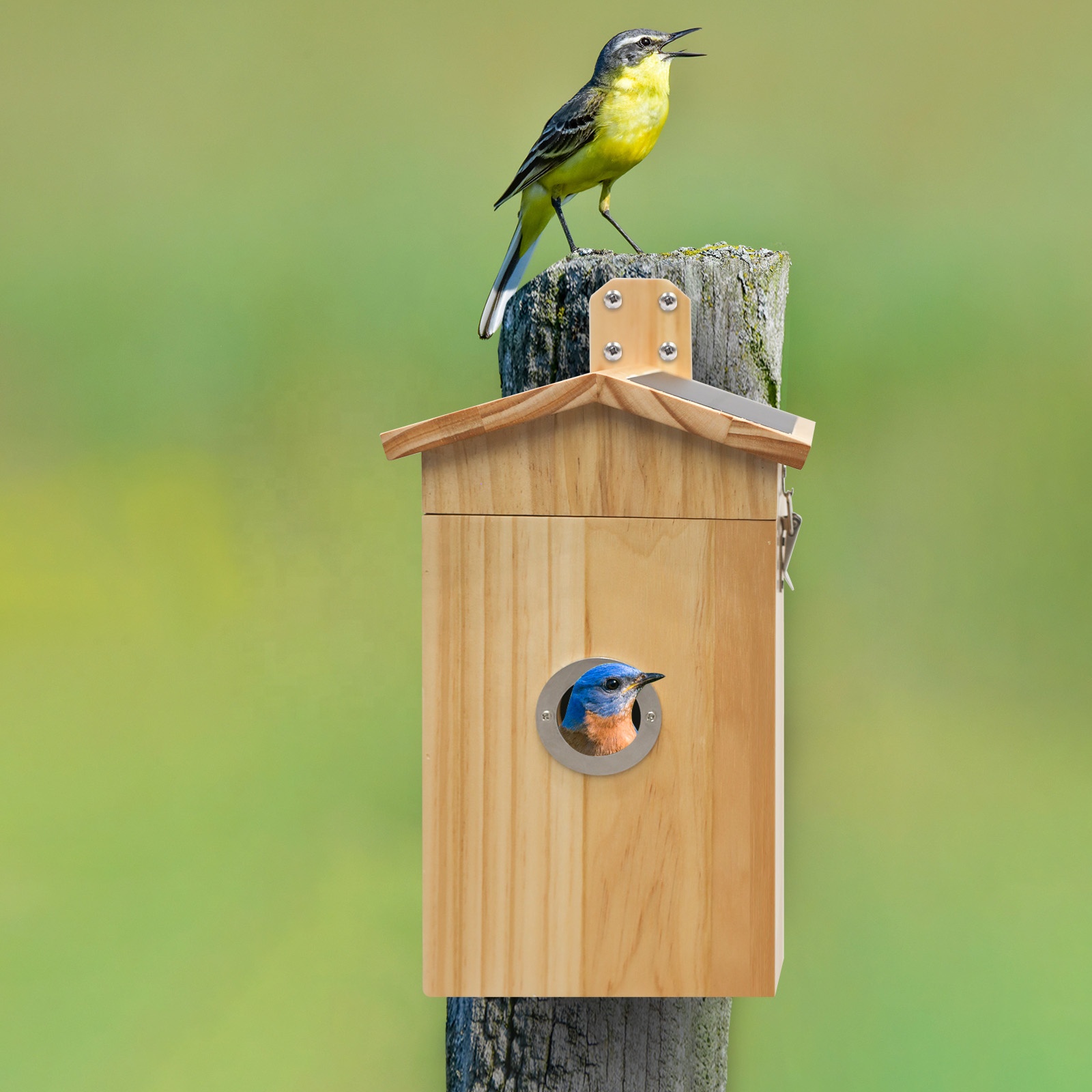 Nanxin Hot Selling Camera Bird - Smart Garden Ai ulasan dan harga